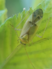 Neolygus contaminatus