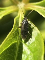 Heteroptera