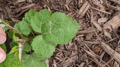 Rubus phoenicolasius