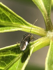Heteroptera