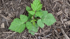 Rubus phoenicolasius