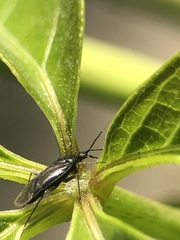 Heteroptera