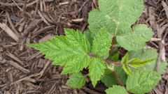 Rubus phoenicolasius