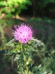 Carduus crispus