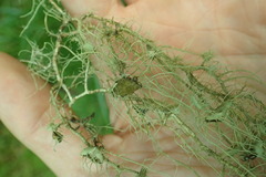 Usnea intermedia