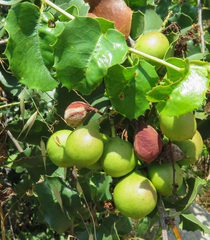 Prunus ilicifolia ilicifolia