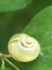 Stylommatophora