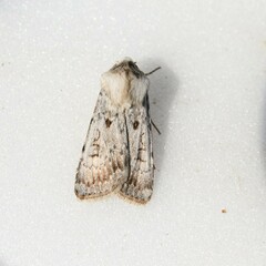 Agrotis ripae