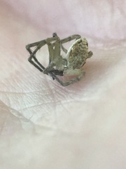 Araneae