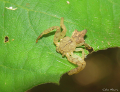 Epicadus trituberculatus