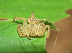 Epicadus trituberculatus