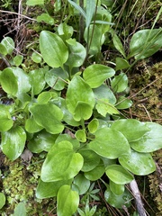 Parnassia glauca