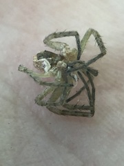 Araneae