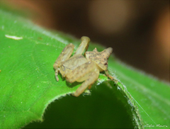 Epicadus trituberculatus