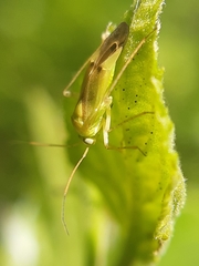 Neolygus contaminatus