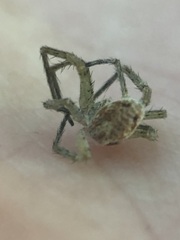 Araneae