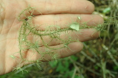 Usnea intermedia