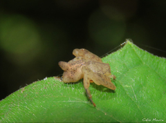 Epicadus trituberculatus