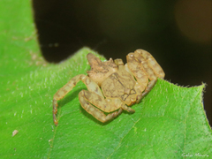 Epicadus trituberculatus