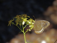 Gyrocheilus patrobas