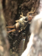 Forficula auricularia