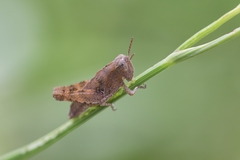 Pezotettix giornae