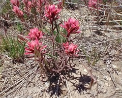Castilleja angustifolia