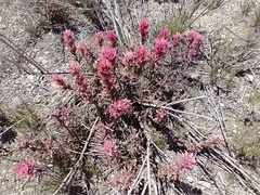 Castilleja angustifolia