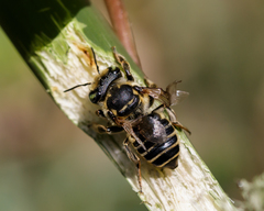 Megachile albitarsis