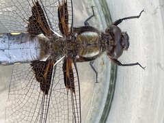 Libellula depressa