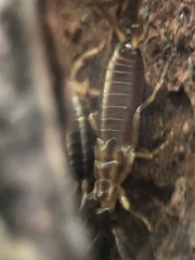 Forficula auricularia