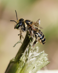 Megachile albitarsis
