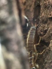 Forficula auricularia