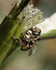 Megachile albitarsis