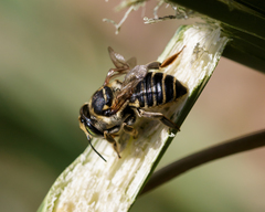 Megachile albitarsis