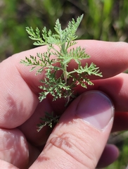 Artemisia pontica