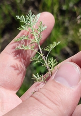 Artemisia pontica