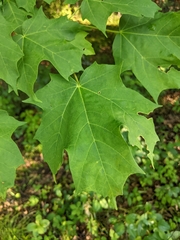 Acer saccharum