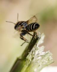 Megachile albitarsis