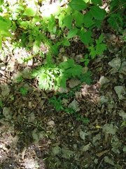 Hydrastis canadensis