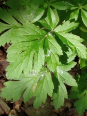 Hydrastis canadensis