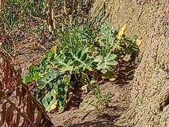 Sonchus latifolius