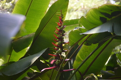 Heliconia adflexa