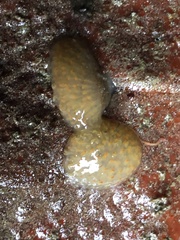 Eudistoma