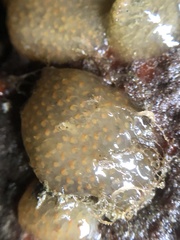 Eudistoma
