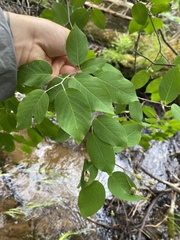 Amelanchier interior