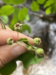 Amelanchier interior