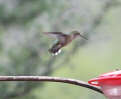 Selasphorus calliope