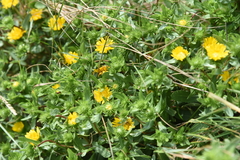 Grindelia integrifolia