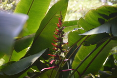 Heliconia adflexa